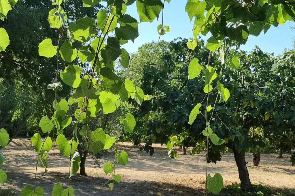 La Provencale Apartment Uzès Екстериор снимка